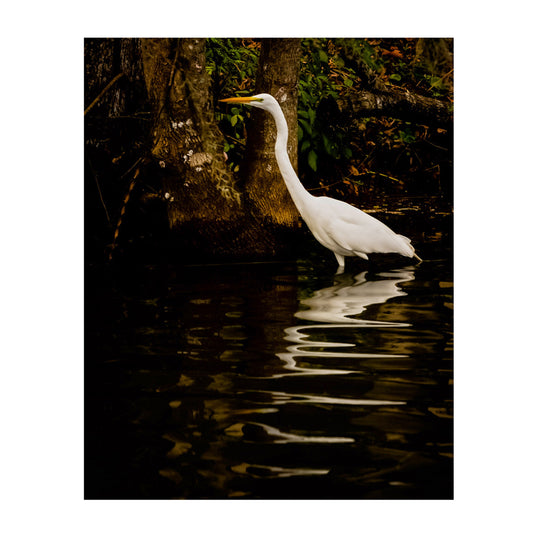 Snowy White Egret on the Dora Canal.  Reflections in the Water.  