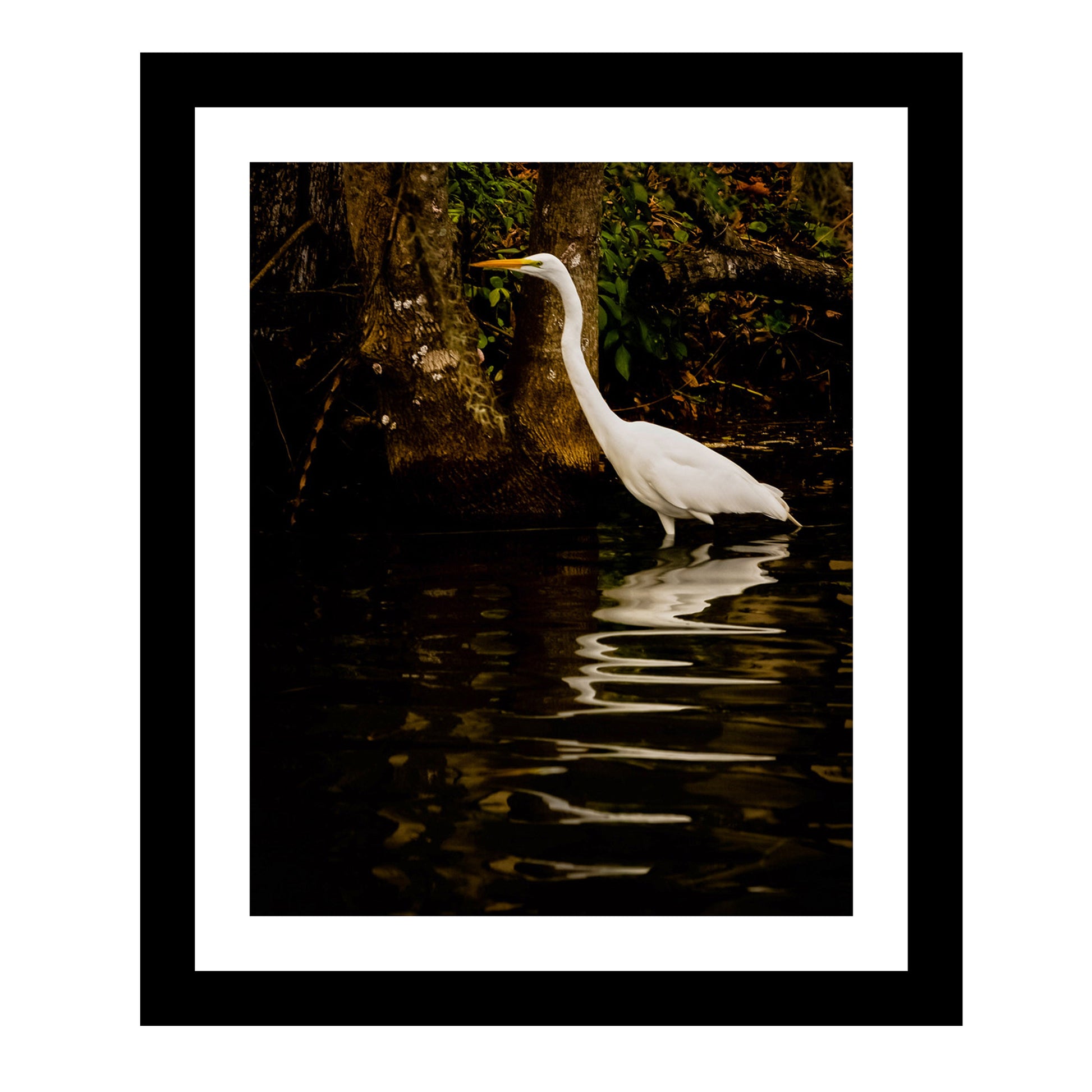 Snowy White Egret on the Dora Canal. Reflections in the Water.
