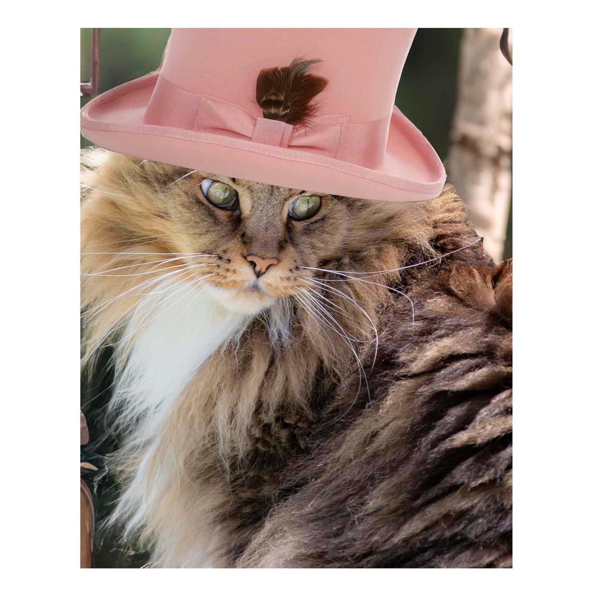 Charles Dean Carpino, photograph, Maine coon cat, computer generated background, steampunk, cat in hat, colorful, whimsical, photo, 8x10,  matted and framed 11x14