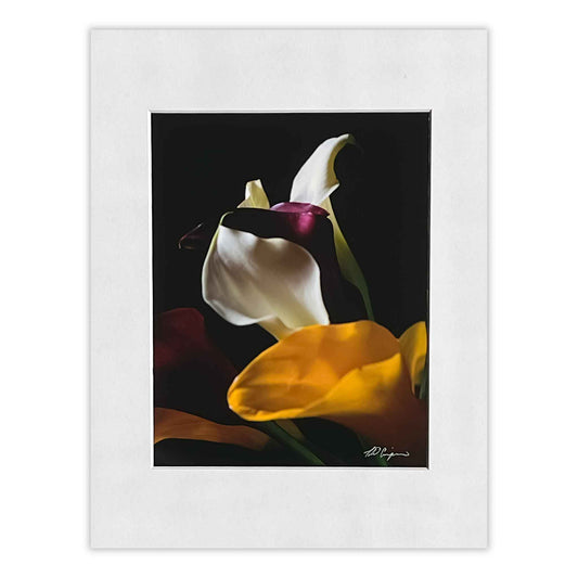 White Calla Lily,  Black Background, Matted Print ,  8X10, matted to 11X14, print, unframed, colorful , Calla Lillies, Charles Dean Carpino
