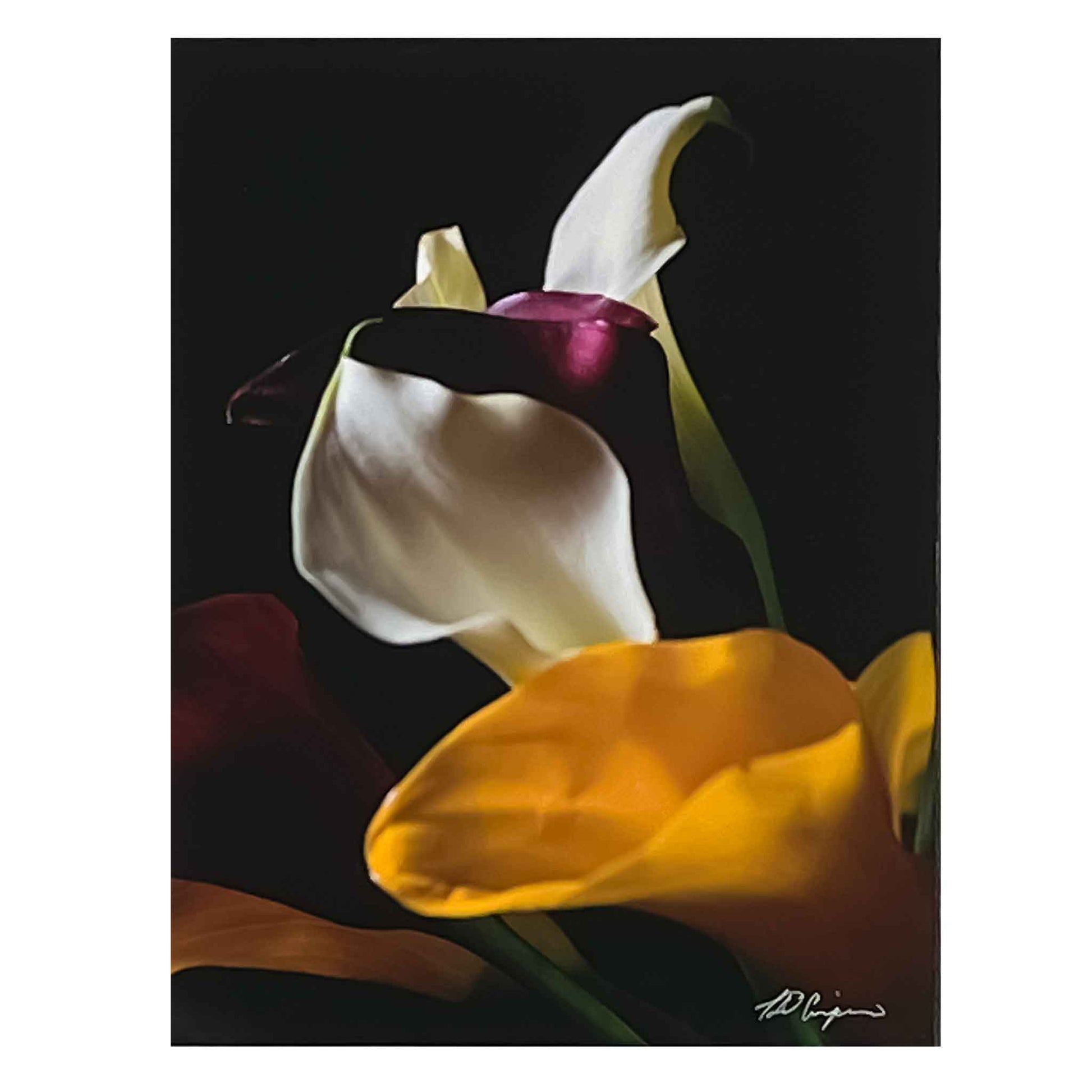 White Calla Lily,  Black Background,  8X10, matted to 11X14, print, unframed, cols, Charles Dean Carpinoorful , Calla Lillie