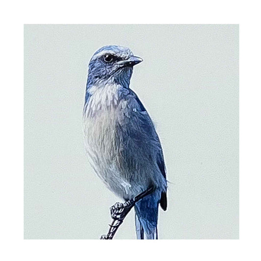 ECC Elegant a Framed Print of Florida Scrub Jay by Photographer Claire Closson. The Florida Scrub Jay is unique to Florida.  Blue, gray, and black feathersfeatured on a pure white background.  Framed in an 11 x 14 inch  white/gray frame and under glass.  