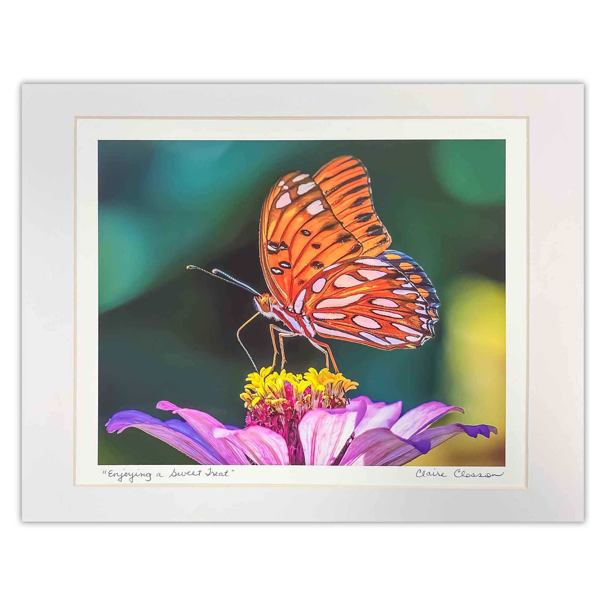 ECC “Enjoying a Sweet Treat” Matted Photographic Print by Photographer Claire Closson. Shows a beautiful Gulf Fritillary Butterfly. Photographed in Leu Gardens. Orange, white and black butterfly on a purple and yellow cosmos. Subtle green background. Ready to be framed. Wildlife phtography. 11X14