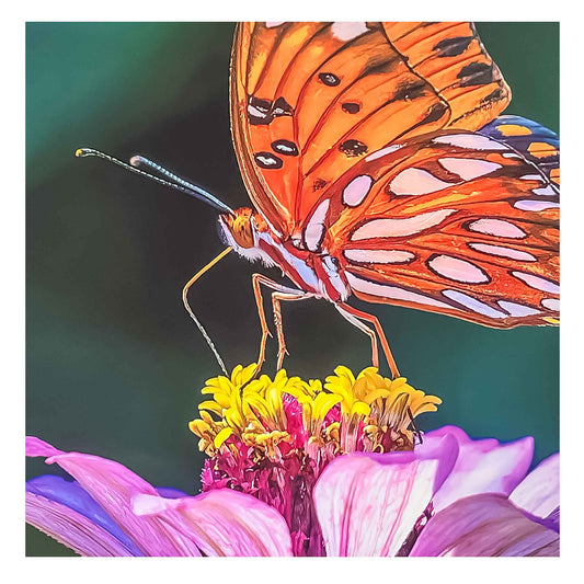 ECC “Enjoying a Sweet Treat” Matted Photographic Print by Photographer Claire Closson.  Shows a beautiful Gulf Fritillary Butterfly.  Photographed in Leu Gardens.  Orange, white and black butterfly on a purple and yellow cosmos. Subtle green background. Ready to be framed. Wildlife phtography.  11X14