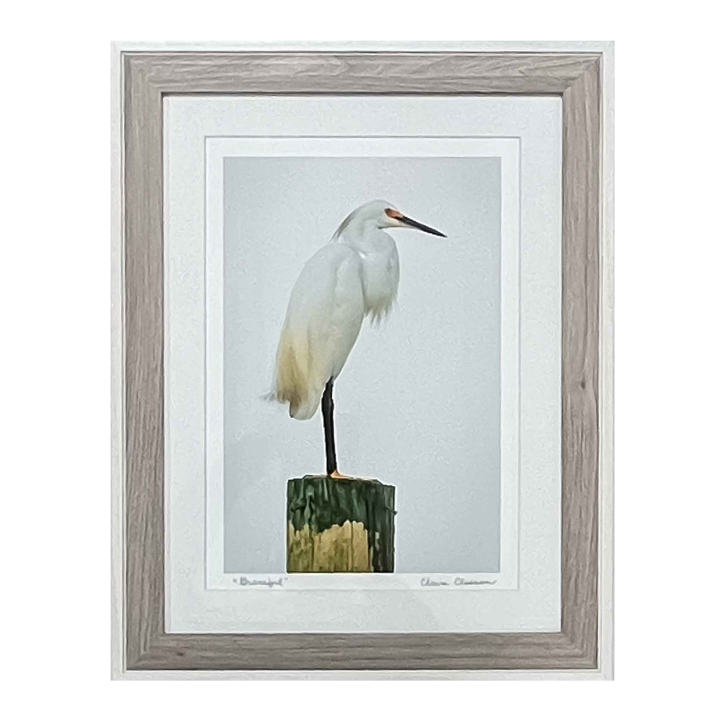 ECC “Graceful” Framed Photographic Print By Photographer Claire Closson. Great Snowy Egret photographic print. Wild Bird photograph, While plumage with yellow and gray tints, Perched atop a weathered piling, Magestic and graceful, on a white background. In a white and gray frame, under glass.