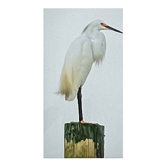 ECC “Graceful” Framed Photographic Print By Photographer Claire Closson.  Great Snowy Egret photographic print.  Wild Bird photograph, While plumage with yellow and gray tints, Perched atop a weathered piling, Magestic and graceful, on a white background. In a white and gray frame, under glass.