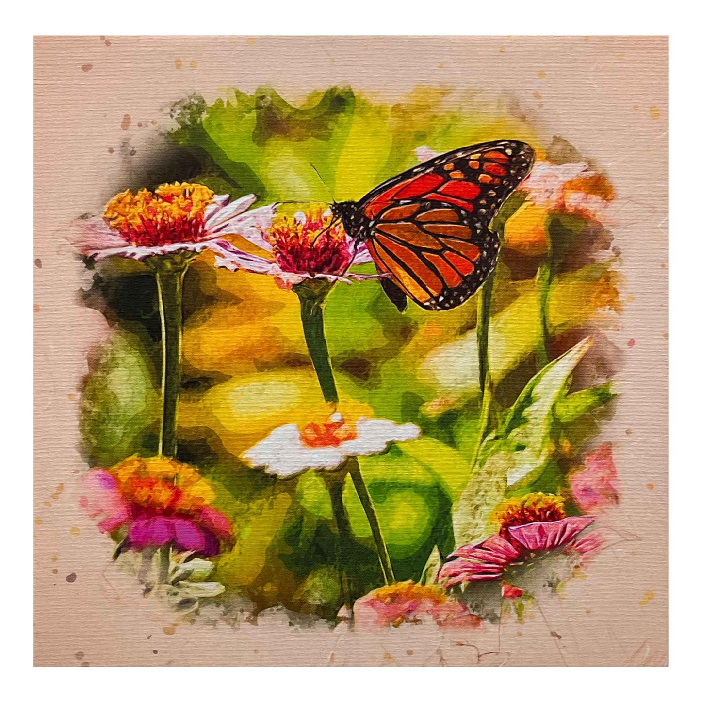 ECC "Monarch on Colorful Cosmos" Framed Canvas Print by Photographer Claire Closson. A lovely Monarch butterfly is perched atop a pink cosmos flower. Pink and white flowers with brilliant orange centers. Green and yellow leaves are suggested in the blurred background. 12 x 12 inches printed on canvas.