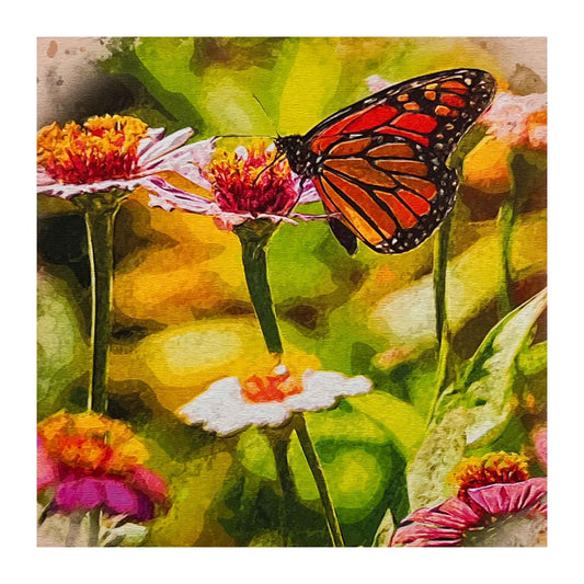 ECC "Monarch on Colorful Cosmos" Framed Canvas Print by Photographer Claire Closson.  A lovely Monarch butterfly is perched atop a pink cosmos flower.  Pink and white flowers with brilliant orange centers.  Green and yellow leaves are suggested in the blurred background.  12 x 12 inches printed on canvas.  