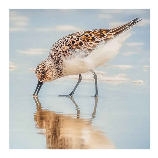 ECC “Sandpiper in Reflection” Matted Print of an Original Photograph by Claire Closson.  Stunning photo of a Florida shorebird, a Sand Piper.  Reflected in the calm water a serene photograph.  Wild bird photography.  Pale blue sky with soft clouds serve as a backdrop for this pristine photograph of tis iconic shore bird.  Matted to 11 x 14 inches.  Ready to be framed.
