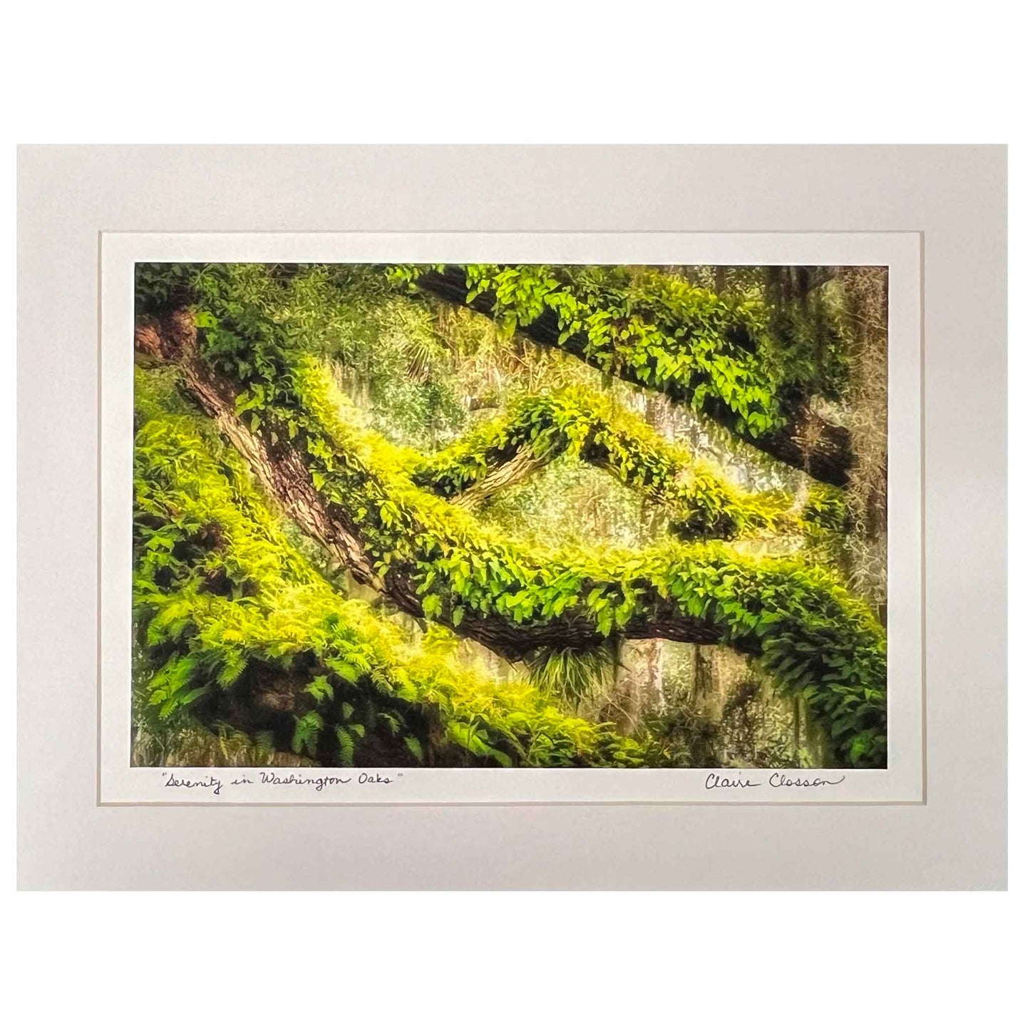 Serenity in Washington Oaks Matted Print by Photographer Claire Closson captures the beauty of Live Oaks. Magestic intertwining of branches that are clothed in lush green ivy and ferns. Highlighted by perfect sunlight, this image perfectly demonstrates the relationship between plants both great and small. 8 x 12 inches matted to 12 x 16 Inches. Ready to be framed.