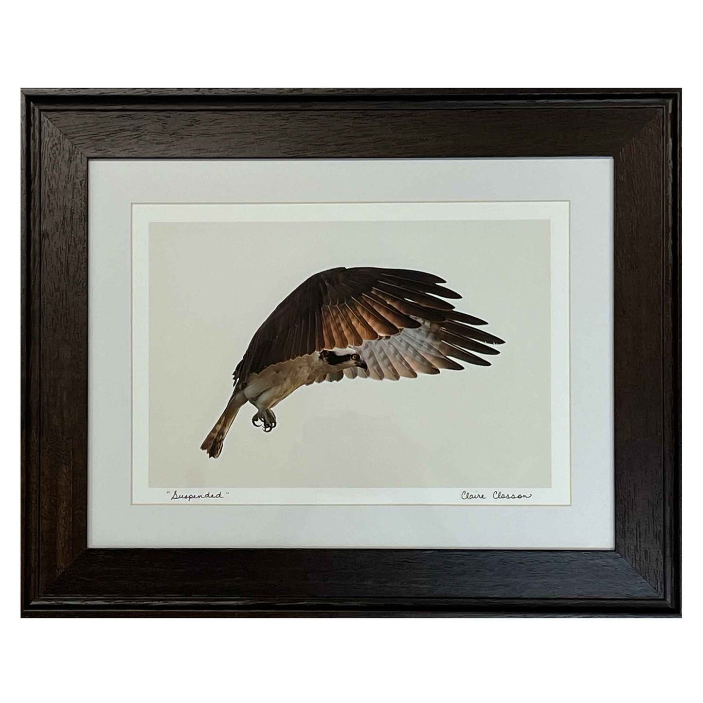 ECC Suspended Framed Print. Wild bird photograph. Osprey in flight. 8"x12" white matted print of Osprey suspended in mid-air in 12"x16" dark brown wooden frame with glass. by photographer Claire Closson.