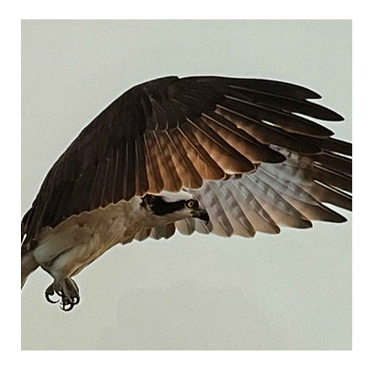 ECC Suspended Framed Print.  Wild bird photograph.  Osprey in flight.  8"x12" white matted print of Osprey suspended in mid-air in 12"x16" dark brown wooden frame with glass. by photographer Claire Closson.