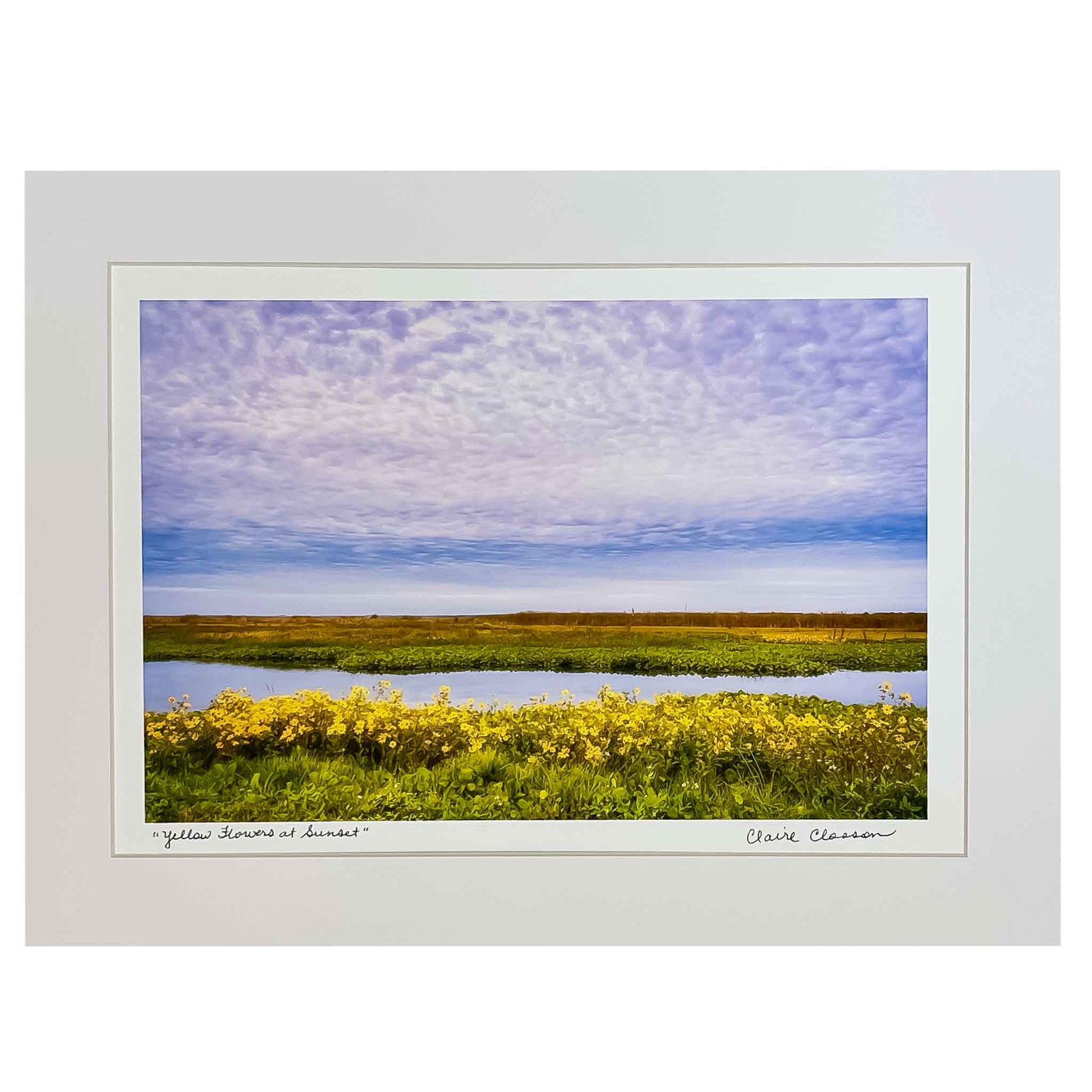 ECC "Yellow Flowers at Sunset" Matted Print is a print of an original photograph by photographer Claire Closson. A tranquil view of yellow flowers in a marsh with a clear stream running through the middle. Beautiful wispy white clouds in a violet sky. 16 x 20 inches matted print on a foam board back. Ready to frame.