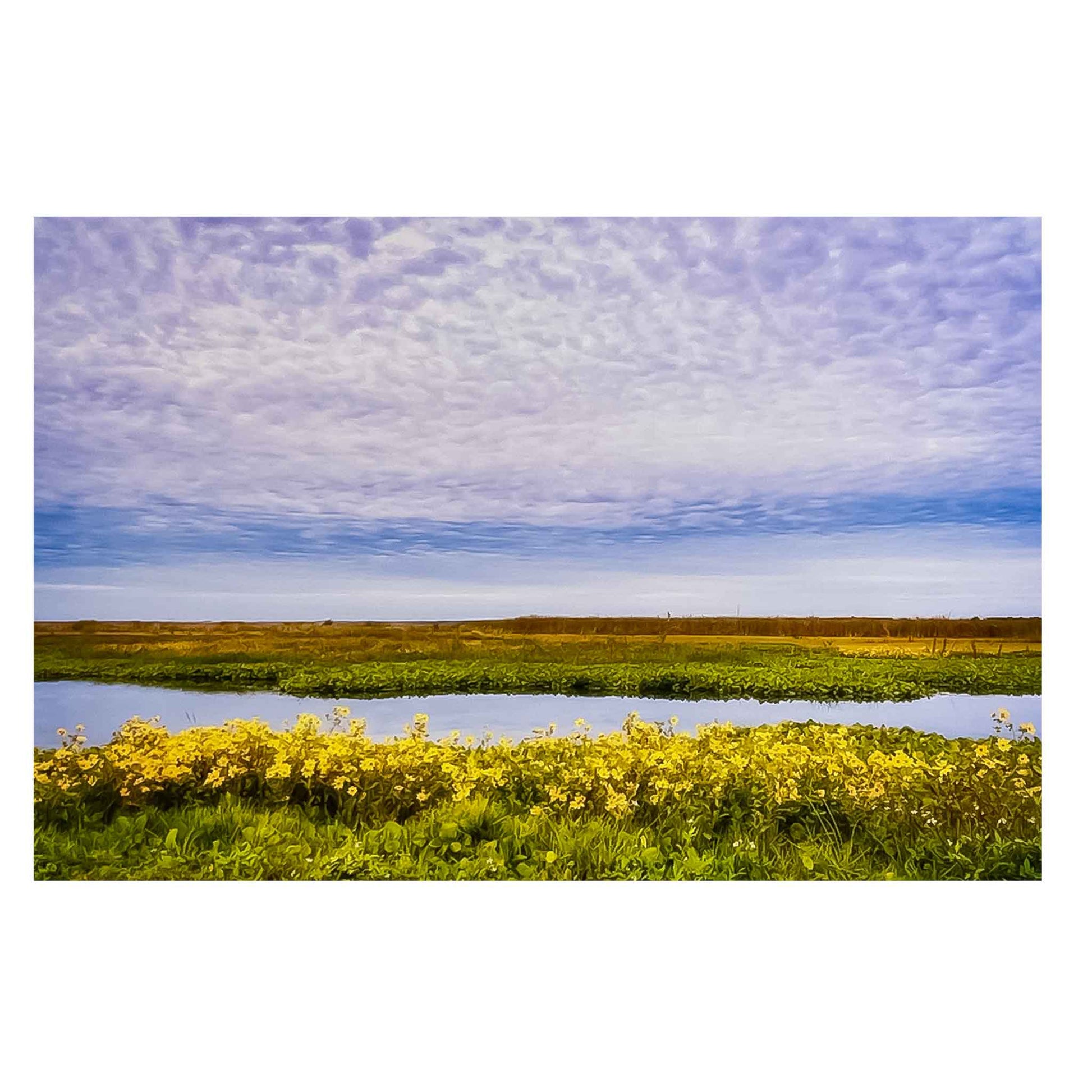 ECC "Yellow Flowers at Sunset" Matted Print is a print of an original photograph by photographer Claire Closson.  A tranquil view of yellow flowers in a marsh with a clear stream running through the middle.  Beautiful wispy white clouds in a violet sky.  16 x 20 inches matted print on a foam board back.  Ready to frame.