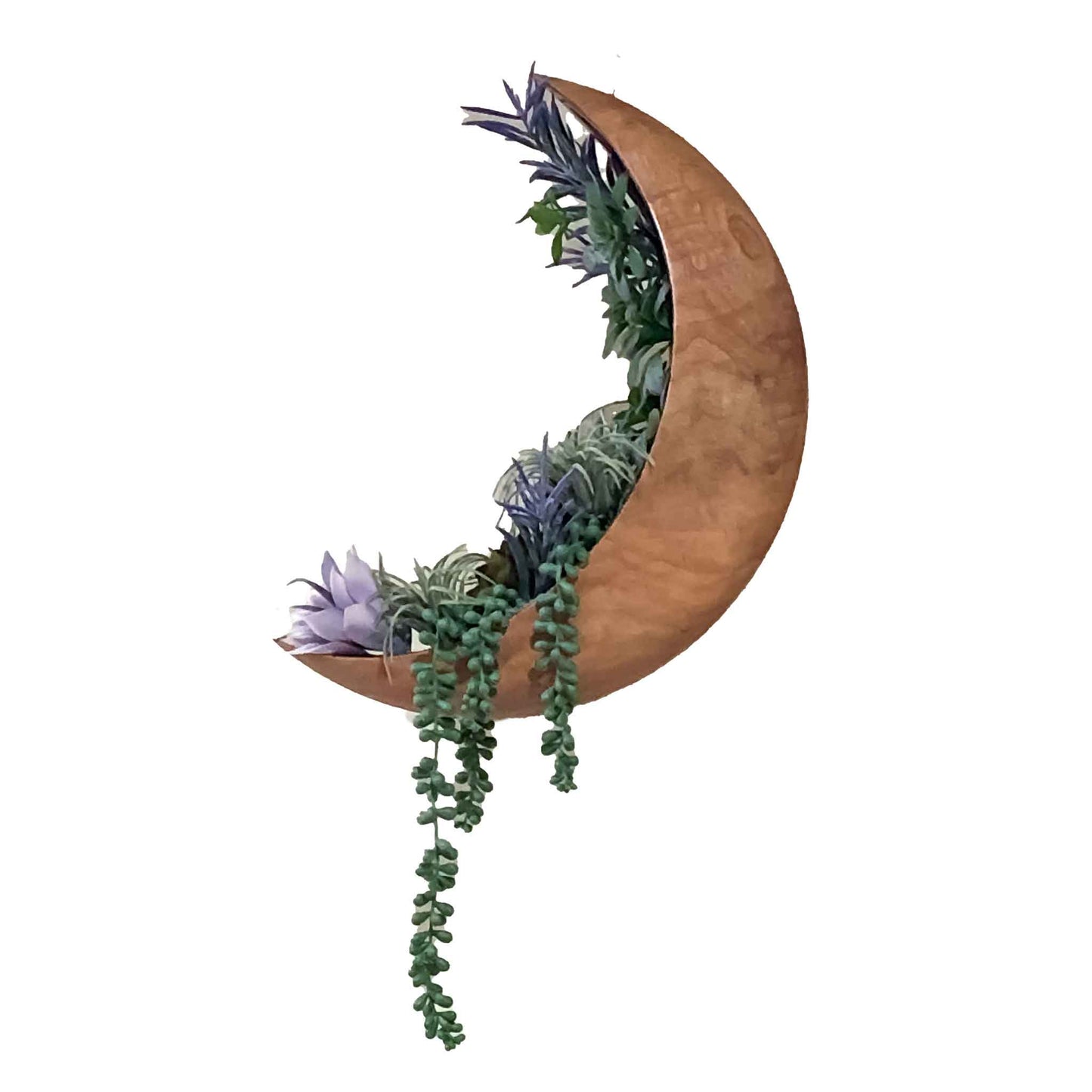 MAL Camphor Tree Crescent Moon