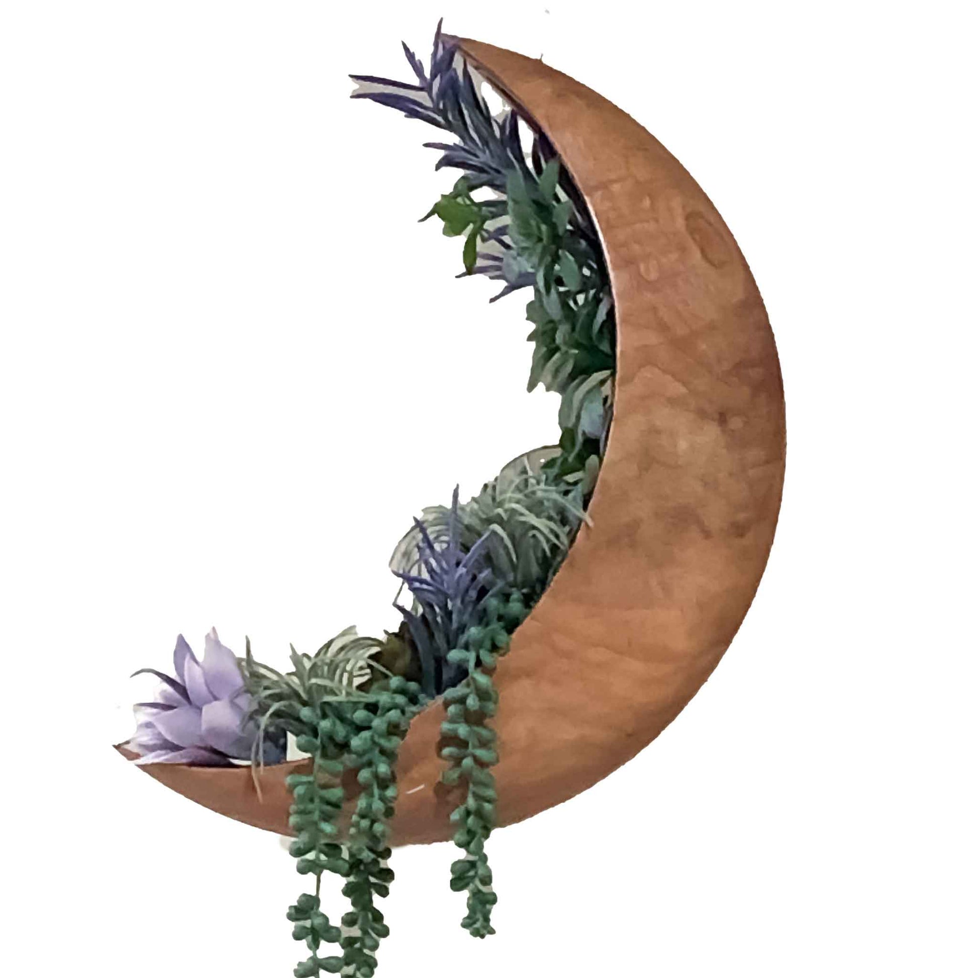 MAL Camphor Tree Crescent Moon