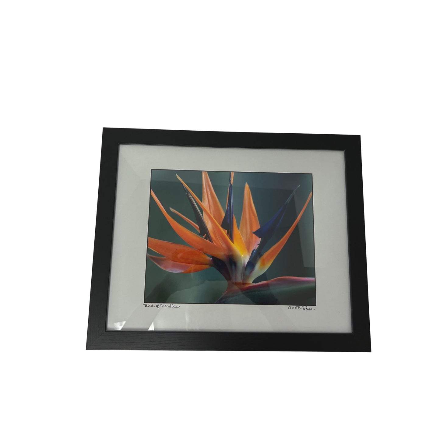 Bird of paradise photograph, matted, in black frame with glass