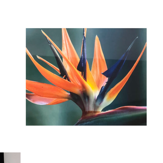 Bird of Paradise Photo with Orange, Blue and Red Petals