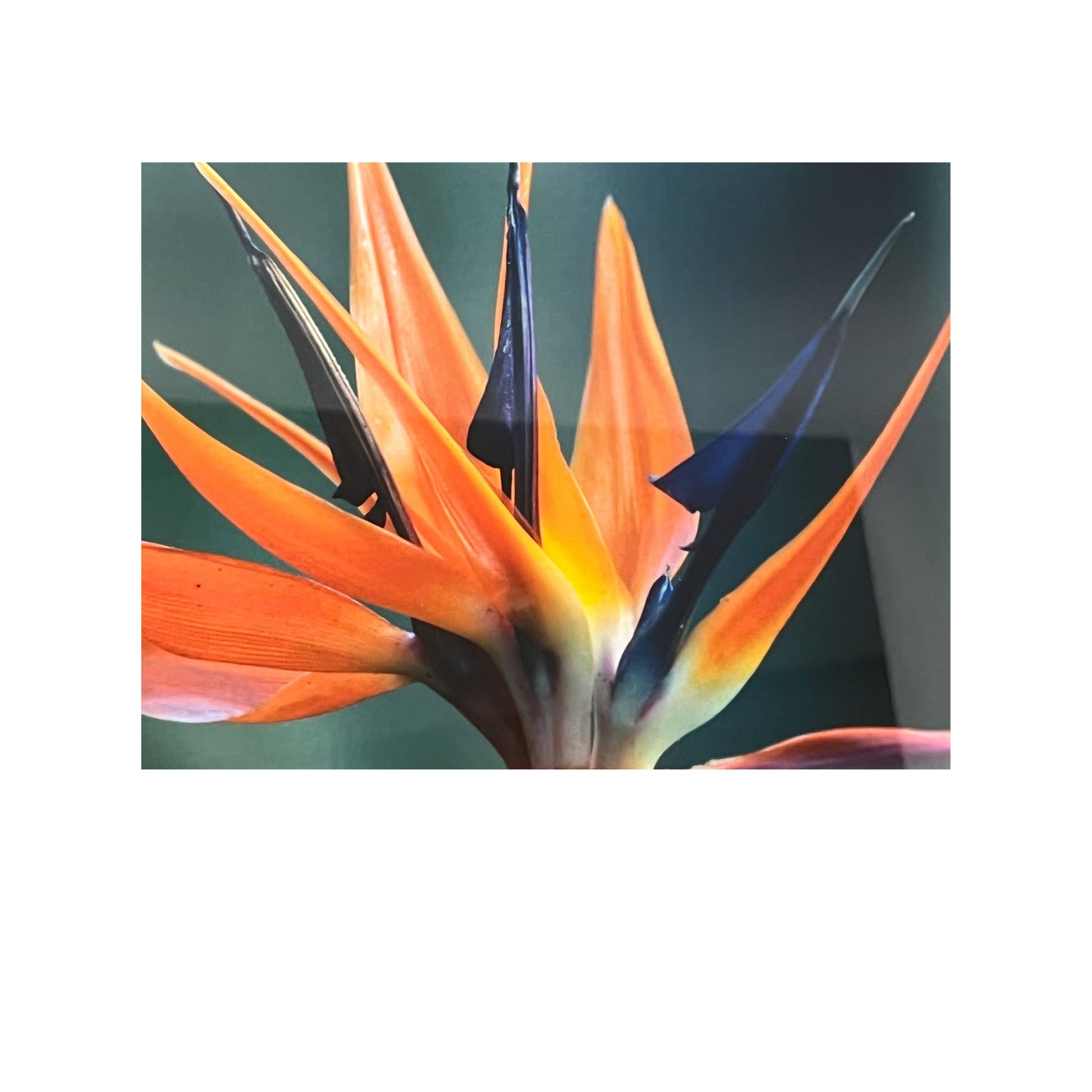 close up of bird of paradise plumes