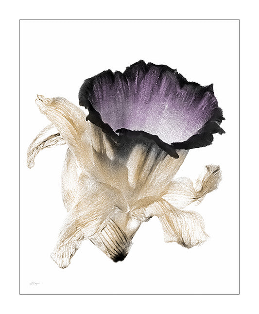 Abstract Floral on a breeze, photograph of flower with translucent, place ivory petals with a purple tinted center