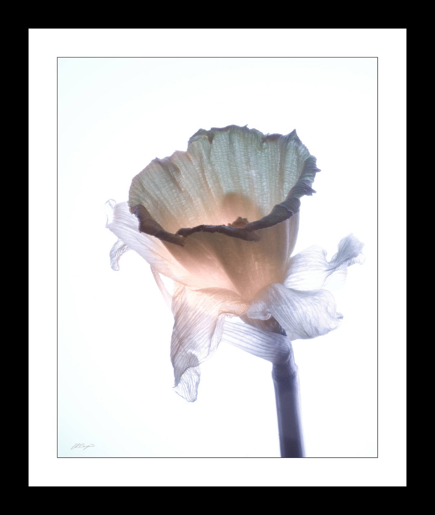 photograph of abstract floral on a stem in a white mat
