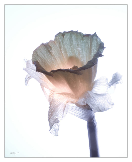 Photograph of a single translucent flower on a stem with soft peach colored lighting behind it