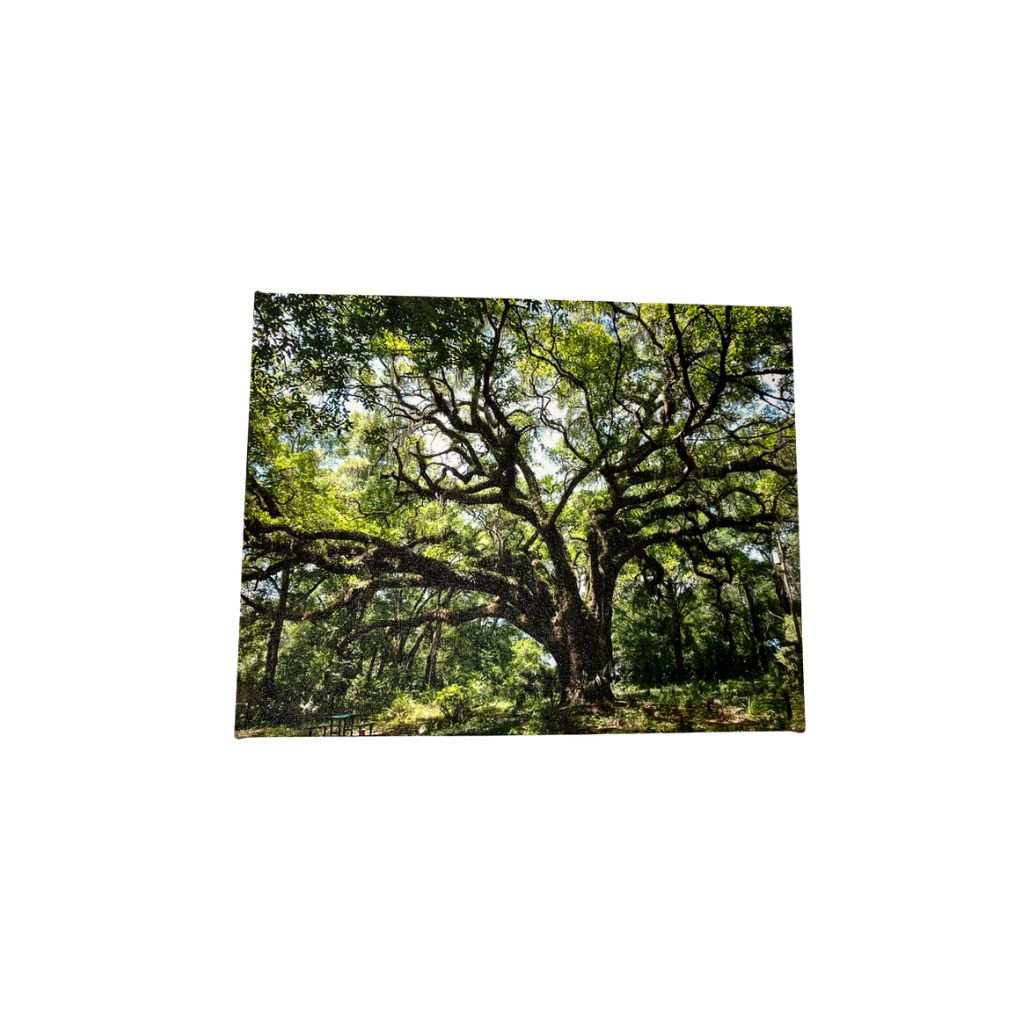 view of Lake Lucie Live Oak photograph on canvas