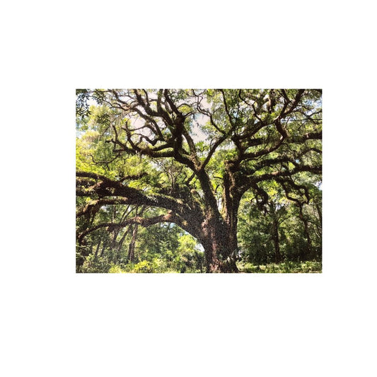 Lake Lucie Large live oak tree photograph with green leaves